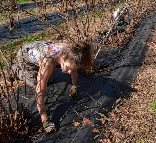 Megan Van Alphen, and Ellie Xie, both in the apprenticeship program at Brookfield Farm in Amherst, weed and cover the blueberry bushes.