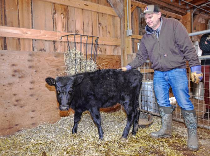 Buckland farmer Larry Bruffee with the 6-month-old Kerry heifer he brought to Hawlemont Regional School’s agriculture program.