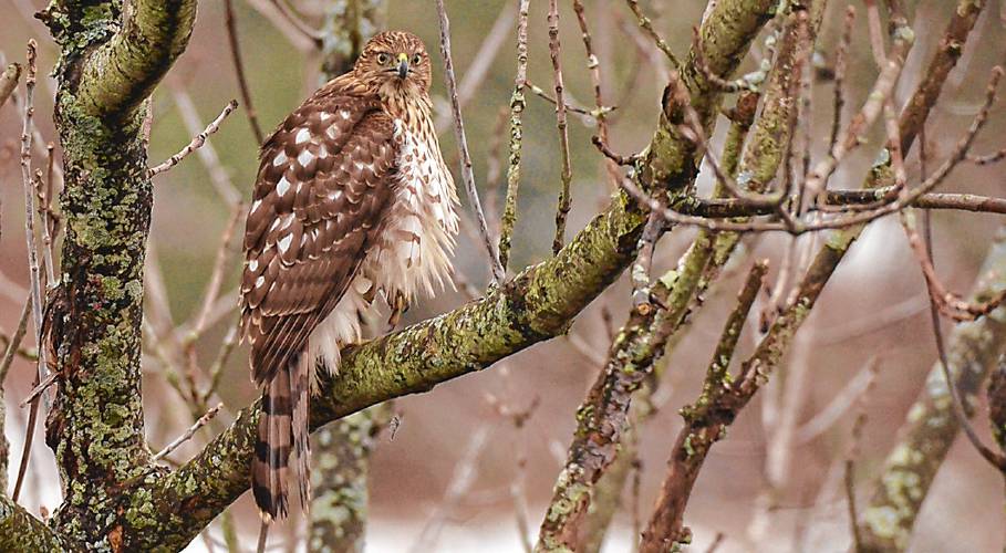 This immature Cooper's Hawk caused quite a ruckus at my feeders, but the photo has captured my imagination for an entire year.