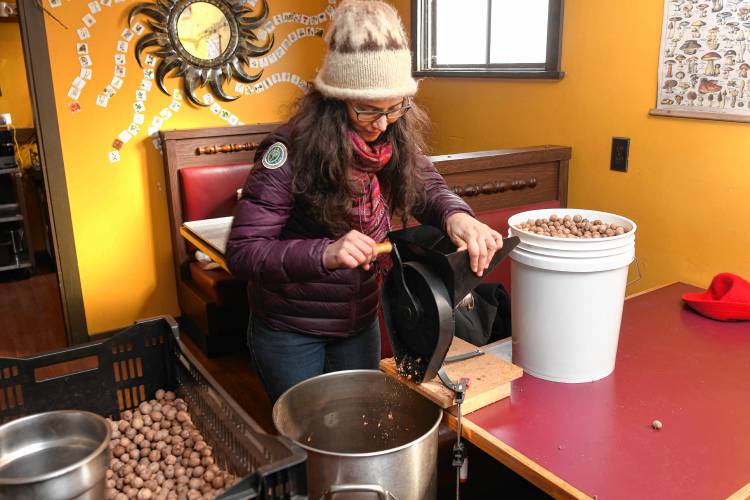 Kyra Kristof cracking yellow bud hickory nuts before pressing them for oil.