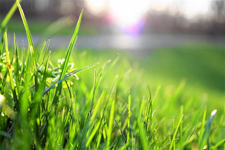 A place to start is with natural, unfertilized lawns, which build soils that store carbon and retain water.