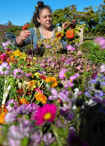 Suna Turgay, a co-owner of Flowerwork Farm, makes bouquets after harvesting the flowers in fields in Florence on Oct. 13.