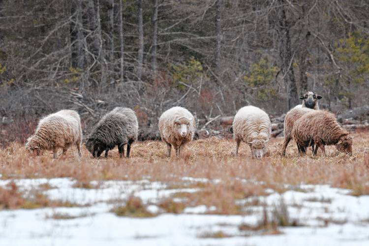 Sheep forage in a light snow off of West Chestnut Hill in Montague.