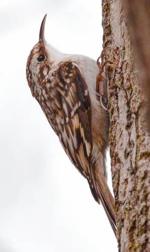 This profile of a brown creeper tells the story of this species. The color and pattern of the feathers allow it to blend in with the bark of a tree almost perfectly. Also note the exaggerated size of the claws on the bird’s feet, which allow it to skitter up the trunks of trees with ease.