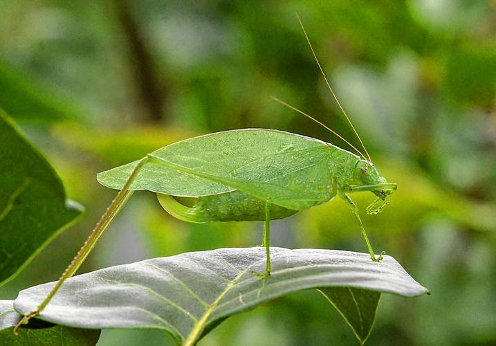 This oblong-winged katydid can be identified as a female because of the large, curved ovipositor extending from the end of her abdomen.