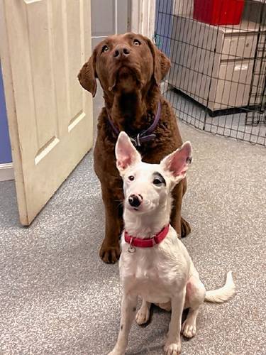 The Franklin County Sheriff’s Office Regional Dog Shelter at 10 Sandy Lane in Turners Falls has cared for about 100 animals as part of the state’s spay/neuter voucher program.