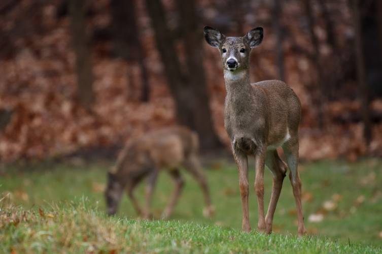 Deer-vehicle collisions have skyrocketed in Massachusetts, including Franklin County, over the past decade, and local body shop technicians said they are bracing for an increase in incidents as autumn progresses.