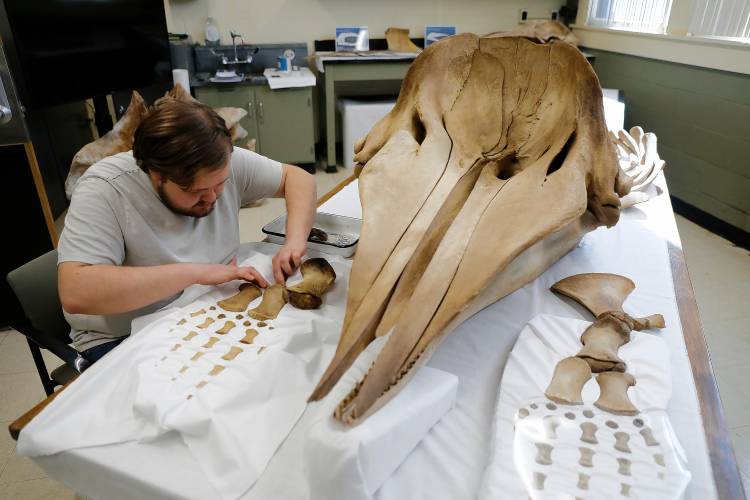 Collections assistant for the UMass Natural History Collections Cristian Paunescu prepares a stand for the flipper bones of a juvenile sperm whale Wednesday afternoon for its coming display in the Morrill Science Center. 