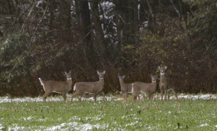 Deer-vehicle collisions have skyrocketed in Massachusetts, including Franklin County, over the past decade, and local body shop technicians said they are bracing for an increase in incidents as autumn progresses.