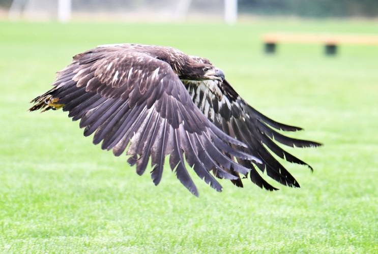 An immature bald eagle flies across the playing fields of Deerfield Academy where Tom Ricardi of the Birds of Prey Rehabilitation Center in Conway released it after nursing a broken wing. The bald eagle is just one of the hundreds of species that have been saved from extinction under the Endangered Species Act, which celebrated its 50th anniversary on Wednesday.