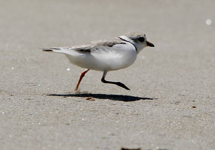 A piping plover runs across the beach in Phippsburg, Maine, in June 2006. For decades Mass Audubon and partners have been working to save another endangered small shorebird that lives on the New England coast. The Endangered Species Act turned 50 this week.