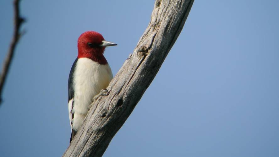 The red-headed woodpecker is protected on the Endangered Species List in Massachusetts. The Endangered Species Act turned 50 this week. 