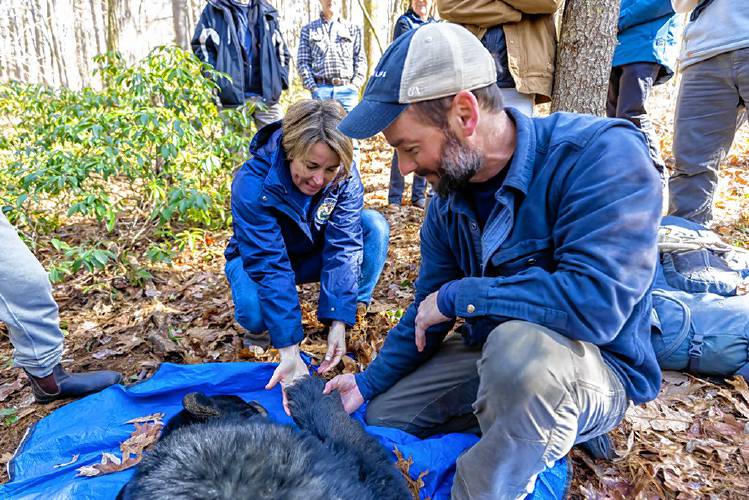 Gov. Maura Healey joined state biologists last Friday to assist with tagging and weighing black bears at the Quabbin Reservoir in Pelham. Information gathered from the visit is part of ongoing black bear research in Massachusetts.