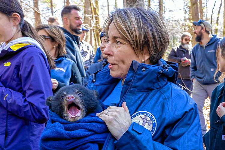 Gov. Maura Healey joined state biologists last Friday to assist with tagging and weighing black bears at the Quabbin Reservoir in Pelham. Information gathered from the visit is part of ongoing black bear research in Massachusetts.