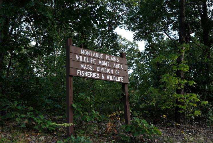 A person who went missing in the Montague Plains Wildlife Management Area for more than 24 hours was “found safe” after a multi-agency search Monday night, according to the Turners Falls Fire Department.