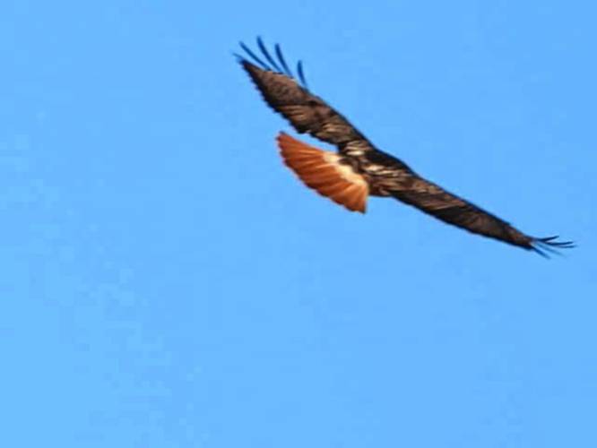 Anne Baker submitted this photo of a red-tailed hawk flying around at Turners Falls airport.