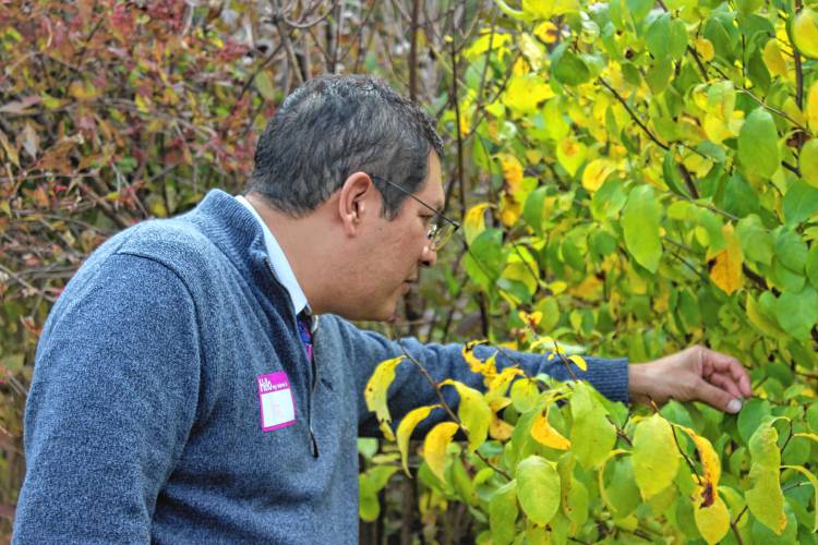 Noe Ortega, the state’s higher education commissioner, checks out spicebush in Greenfield Community College’s Outdoor Learning Lab during a visit to cap off STEM Week on Thursday.