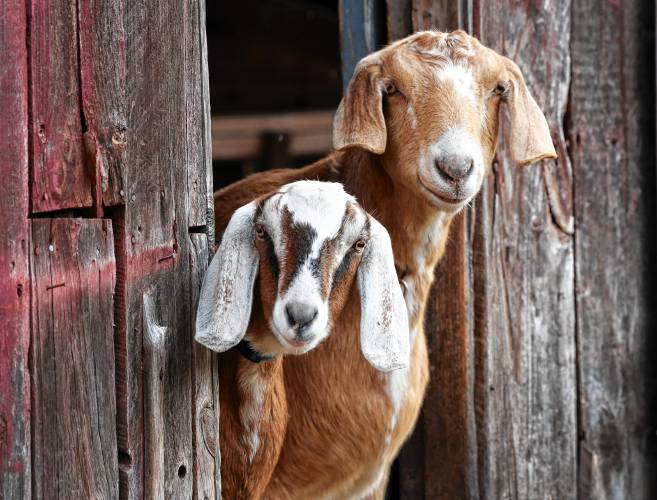Two curious goats peer out from a Whately barn on a chilly morning.