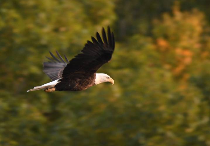 A bald eagle takes off from its perch on the Connecticut River in Gill. The bald eagle is just one of the hundreds of species that have been saved from extinction under the Endangered Species Act, which celebrated its 50th anniversary on Wednesday. 