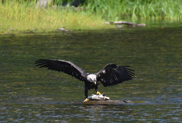 A sub-adult bald eagle drags a fish too big to fly with up onto a rock in the Deerfield River in Deerfield. The bald eagle is just one of the hundreds of species that have been saved from extinction under the Endangered Species Act, which celebrated its 50th anniversary on Wednesday.