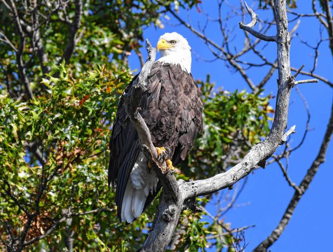 A bald eagle perches on a branch on an island in the Quabbin Reservoir in October. The bald eagle is just one of the hundreds of species that have been saved from extinction under the Endangered Species Act, which celebrated its 50th anniversary on Wednesday. 