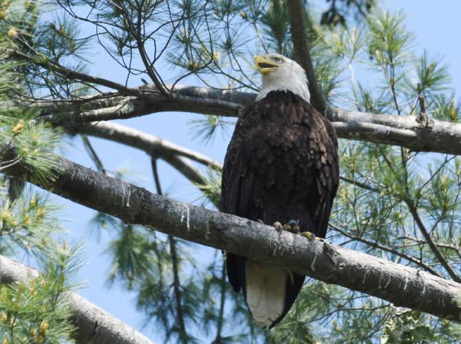 An American bald eagle escapes the sun perched high in a pine tree in Greenfield. The bald eagle is just one of the hundreds of species that have been saved from extinction under the Endangered Species Act, which celebrated its 50th anniversary on Wednesday. 