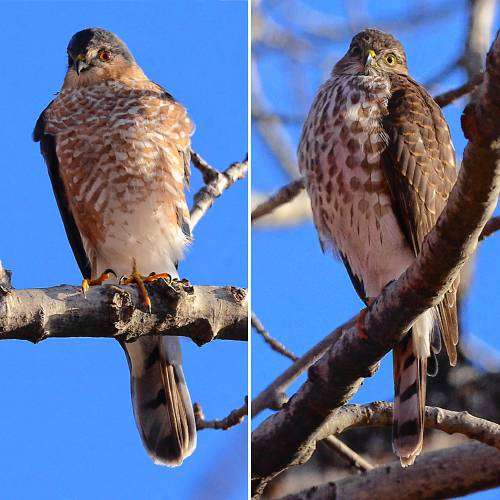 The adult sharp-shinned hawk (left) has red eyes and finer red markings on the breast and belly. The immature (right) has yellow eyes and coarser markings on the breast and belly.