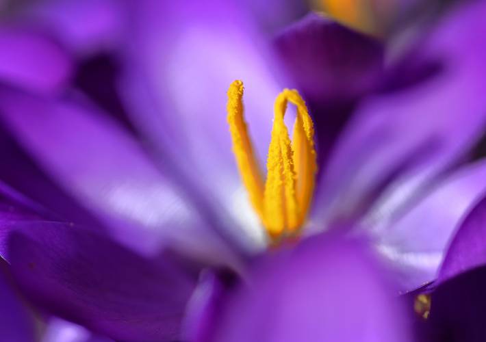 A close-up view inside a blooming crocus growing next to a Greenfield home.
