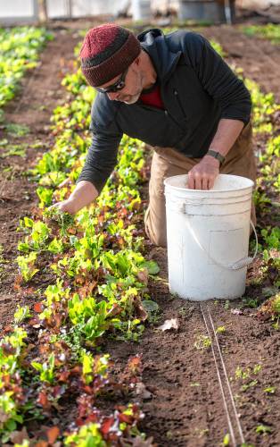 Scott Codey, an employee of Simple Gifts Farm in Amherst, weeds rows of lettuce mix. 
