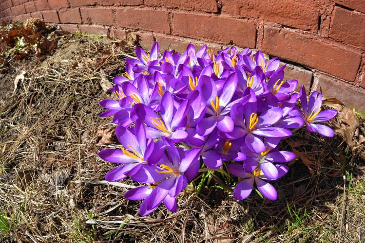Crocuses are popping up all over the county, like this one soaking up the morning sun next to a Greenfield home. 