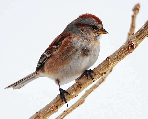 The American tree sparrow is a faithful winter feeder bird as soon as it finally arrives from Canada.