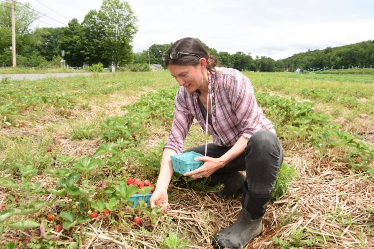 Co-owner Sarah Voiland picks strawberries at Red Fire Farm in Montague in June.