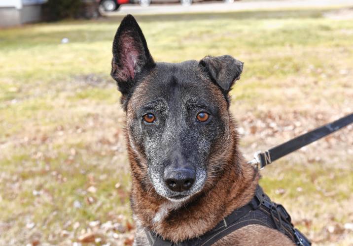 K-9 Orka has retired from the Orange Police Department.