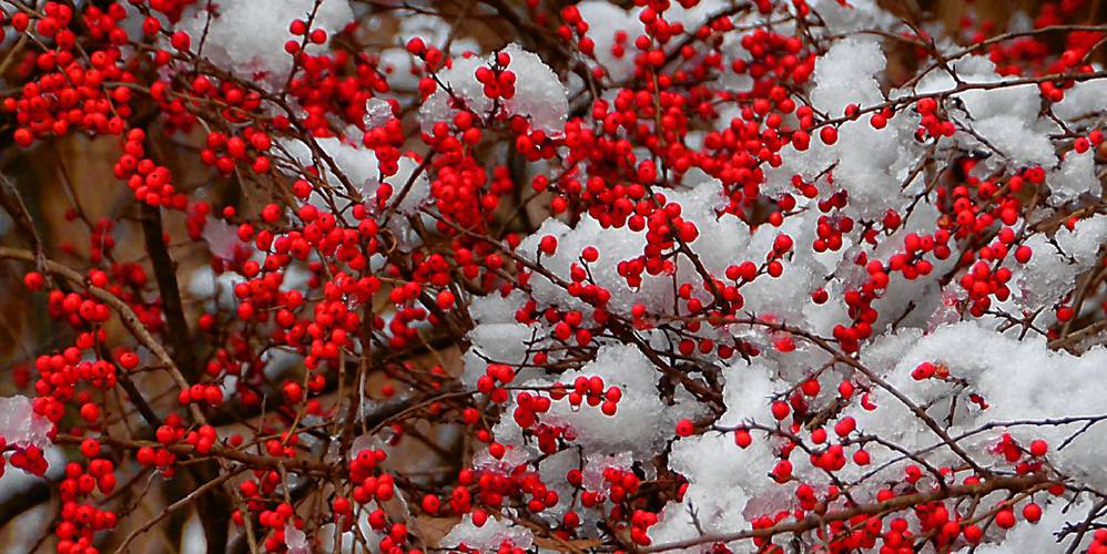 The snow only lasted for a few hours, but the bright red berries of the winterberry bush will last for weeks to come.