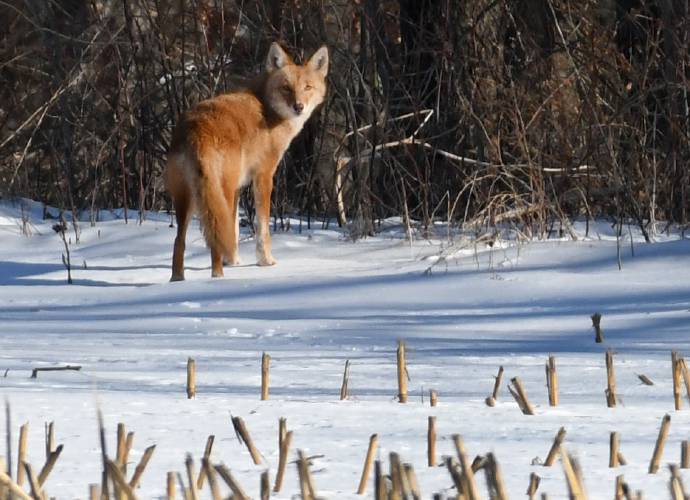 What appears to be a coyote with reddish fur stands at the edge of a cornfield in Gill on a cold day in December 2017. As coyotes become more active during their mating season, spanning January through March, pet owners are urged to stay vigilant.