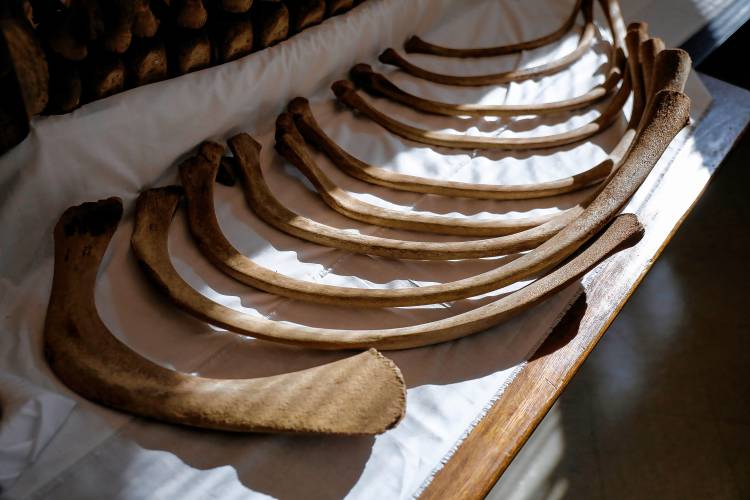 Bones of a juvenile sperm whale Wednesday afternoon for its upcoming display in the Morrill Science Center. 