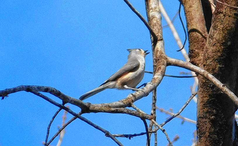 Em Langevin saw this tufted titmouse in Royalston.