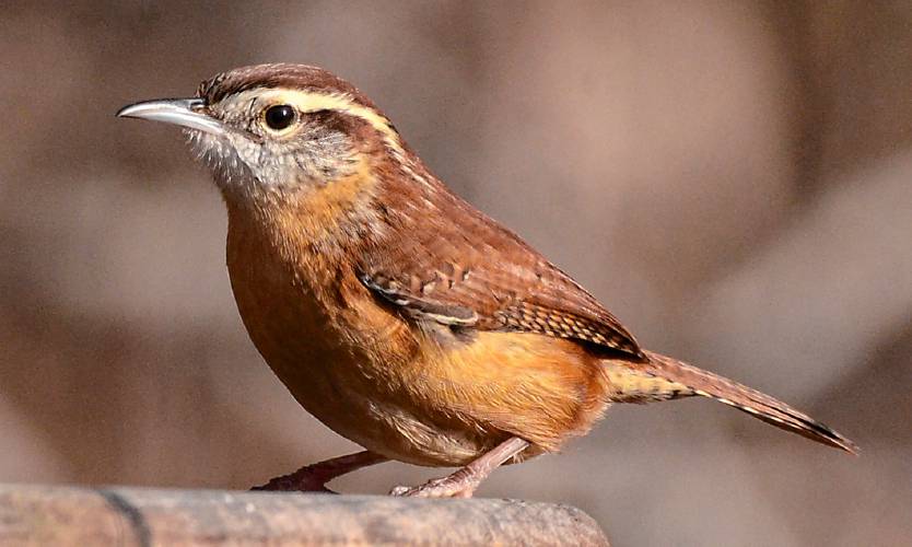 The Carolina wren is impossible to mistake for any other bird species in our area. The combination of the white eye-stripe and  overall color of cinnamon makes identifying this bird a cinch.