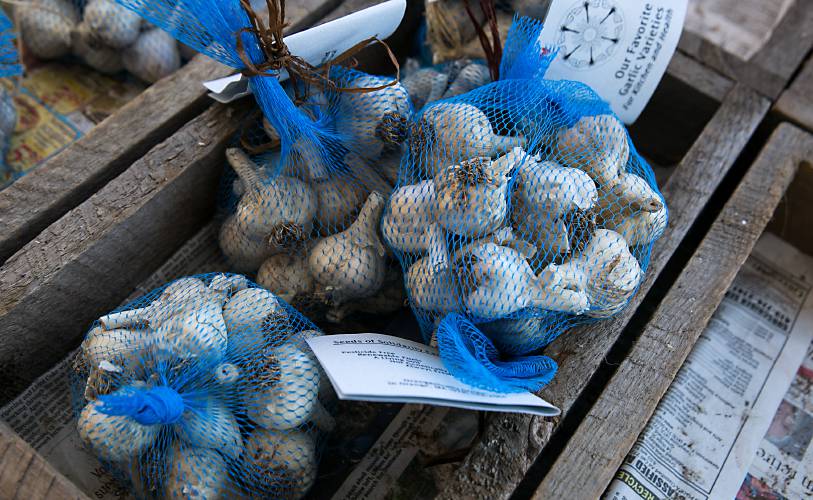 Garlic for sale during the 19th annual North Quabbin Garlic and Arts Festival, held in 2017 in Orange. This year, festival organizers are offering half-price entry in honor of the fest’s 25th anniversary.