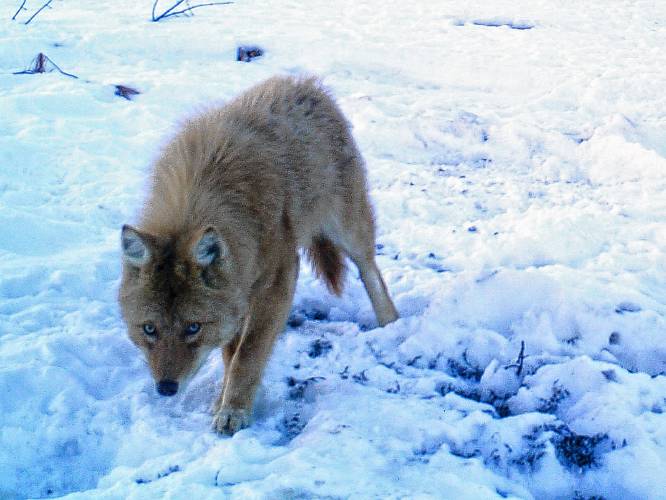 Pet owners are urged to stay vigilant as coyotes, such as this eastern coyote, are more active during their mating season, spanning January through March.