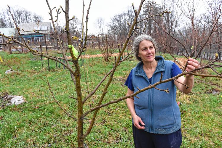 Julia Godfrey with some of the trees in her orchard on Wilde Road in Shelburne Falls that are being moved to town land at Veterans’ Field in Buckland.