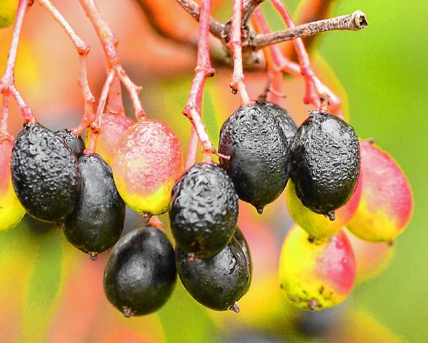 The sumptuous colors of these nannyberries are pure eye candy.