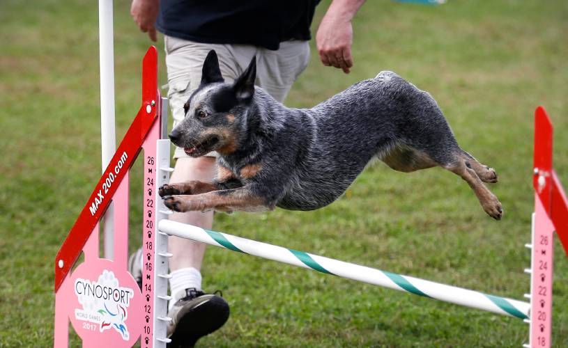 Australian cattle dog Kora runs through a series of jumps during the United States Dog Agility Association’s (USDAA) Dog Agility Trial at the Franklin County Fairgrounds in Greenfield in 2018.