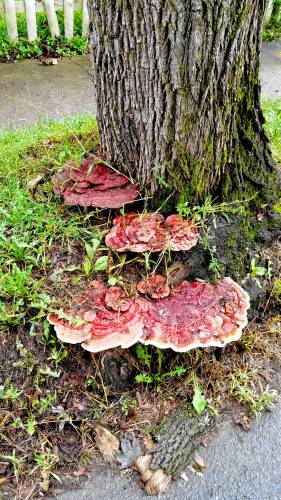 City resident Dorothy McIver discovered this fungi on a tree on Willow Street in Greenfield.