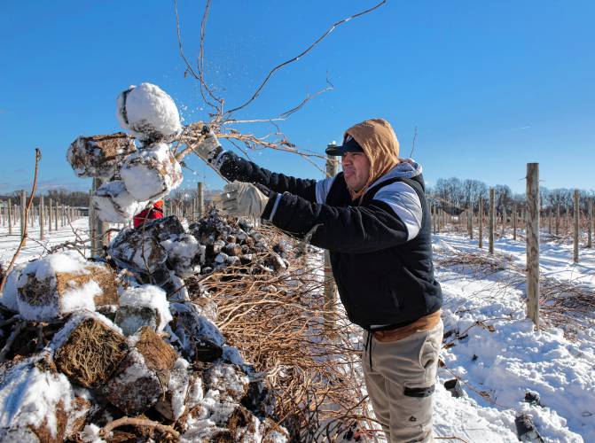 Rene Cruz works with other employees of Nourse Farms in a field off River Road in Whately to take out last season’s long cane raspberries and get ready for next season.