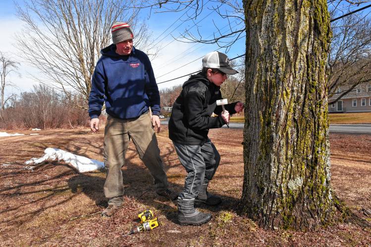 Chip Williams of Williams Farm Sugarhouse in Deerfield and his son Miles, 10, tap a maple tree outside their sugarhouse last week.