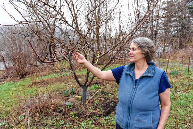 Julia Godfrey with some of the trees in her orchard on Wilde Road in Shelburne Falls that are being moved to town land at Veterans’ Field in Buckland.