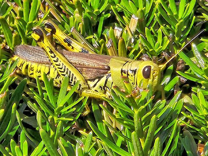 This grasshopper landed on a shrub next to Kay Lyons of Greenfield in the parking lot at the Veterinary Emergency & Specialty Hospital in South Deerfield on Sept. 29. “We were there to have our dear dog put to sleep, and the beautiful grasshopper was a pleasant distraction from our grief,” Lyons told The Recorder. 