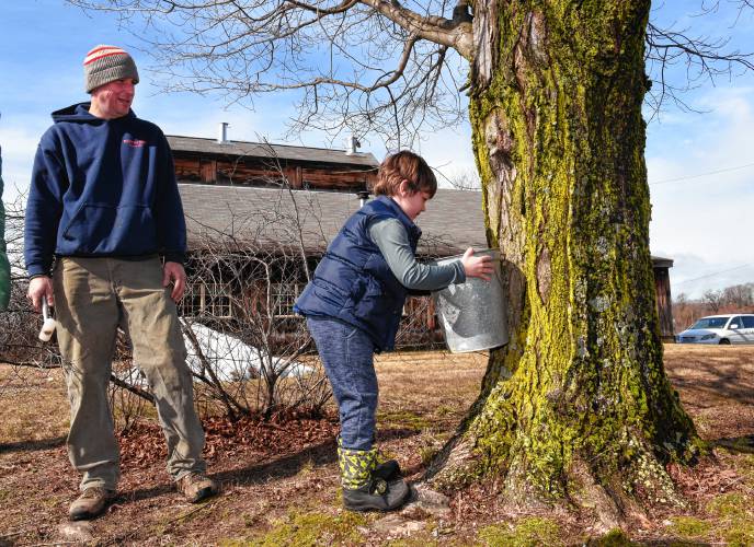 Chip Williams of Williams Farm Sugarhouse in Deerfield and his son Jacob Williams, 8, tap a maple tree outside their sugarhouse last week.